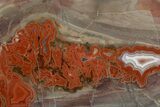 Polished Devil's Red Agate Slab - TeePee Canyon, South Dakota #373412-3